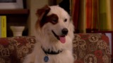 Ellen decides to get a pet of her own since everyone else has bonded with Stan but her.